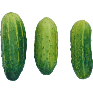 Cucumber PNG-12619